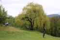 Trauerweide an der Ziefenerstrasse 28
