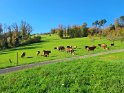 Weide im Vorebnet