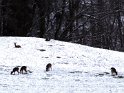 Rehe in der Leime